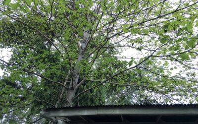 Overhanging branches can really damage your roof! Is it time for a trim?