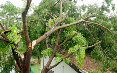 In Houston, there is an old saying that, “After the wind comes the rain, blowing in right off the Gulf.”