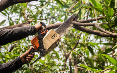 Do the trees around your home give you a comforting sense of protection from the world outside?